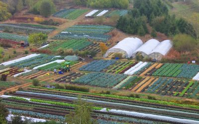 Growing vegetables for fun and massive profit … really?