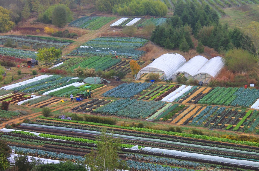 Growing vegetables for fun and massive profit … really?