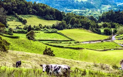 Fighting climate change with cattle…a scientist-rancher’s view of a new landscape.