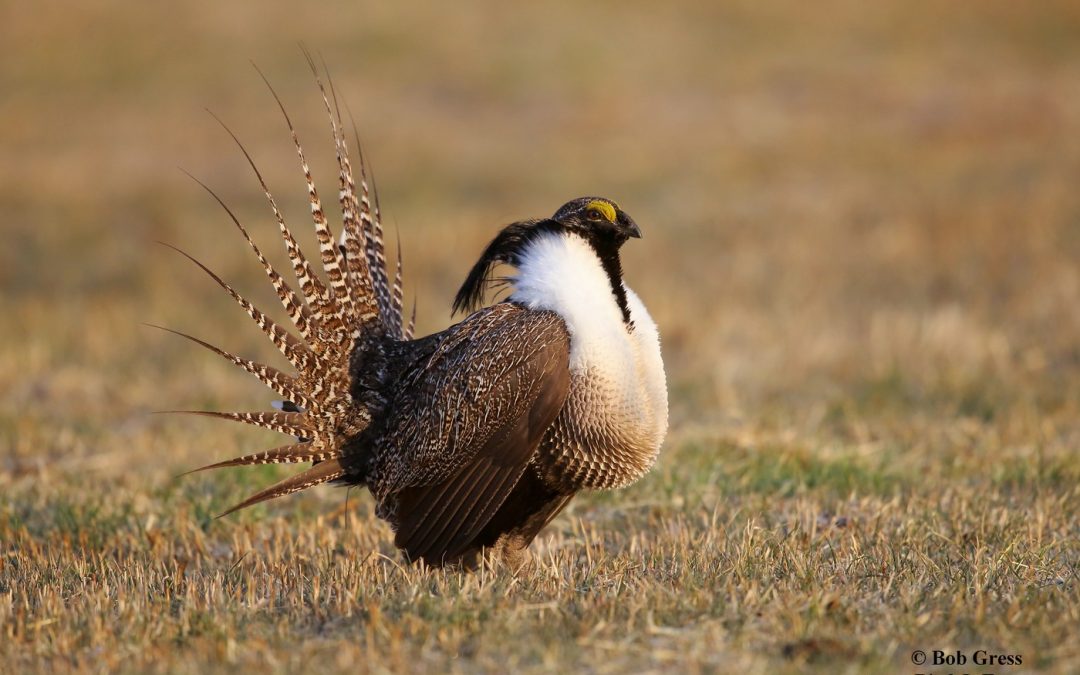 Saving the Gunnison Sage Grouse: Community Conservation in Action