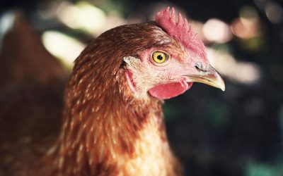 Fowl play: our insane poultry system and how to fix it