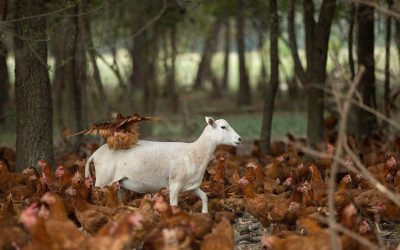 Converting from industrial to regenerative agriculture: White Oak Pastures