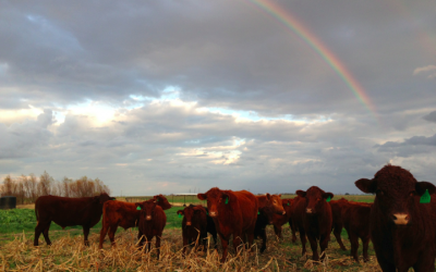 Restoring Texas prairie land: From big ag to a prosperous family farm