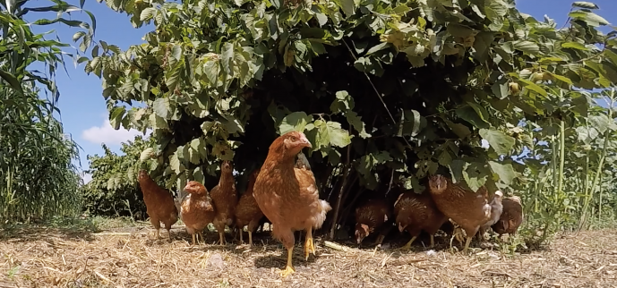 Think like a chicken: transforming the poultry industry