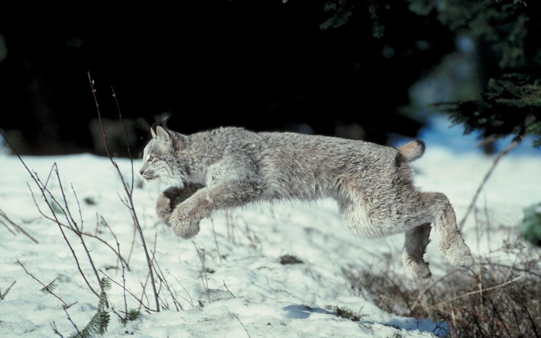 Killing contests and death traps: moving to protect NM Wildlife