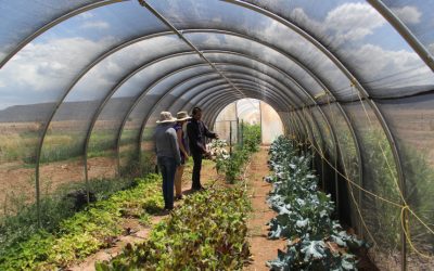 Indigenizing the local food movement