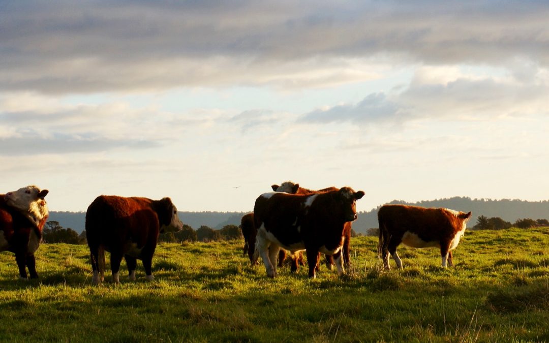 Richard Teague: the Science of Holistic Grazing
