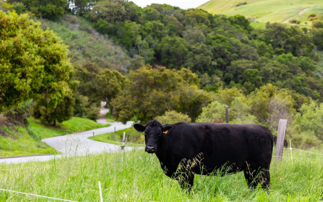 Conservation Cattle on the California Coast