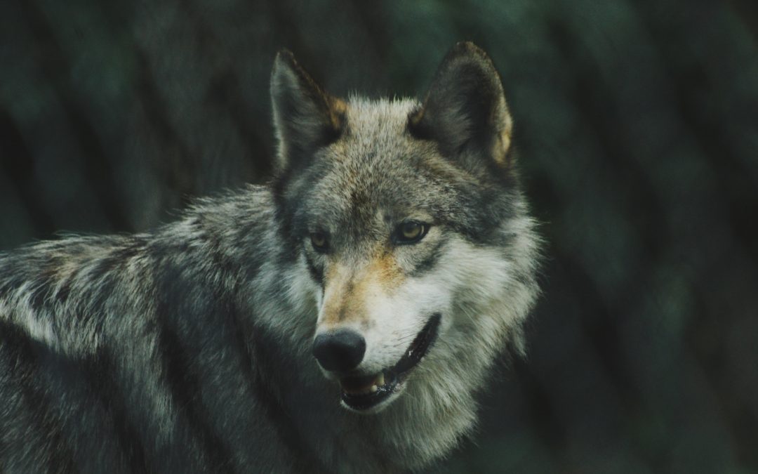 The fall and rise of the Mexican gray wolf