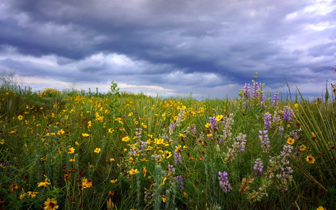 Restoring public lands through grazing