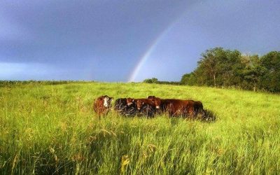 Health, profit, and beauty on the farm in Minnesota