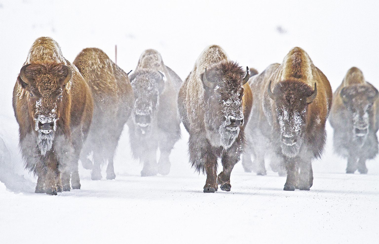 mammal_bison-herd-snow-yellowstone-national-park_panos-laskarakis ...