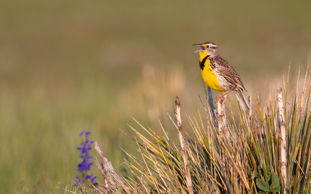 For the birds: Audubon’s conservation ranching work