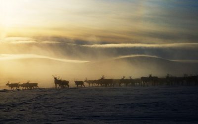 The Reindeer Chronicles: Stories of restoration from around the planet