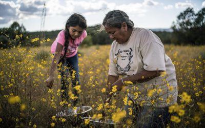 Renewing Native American food traditions
