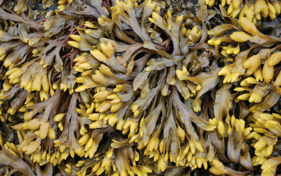 Rockweed: underwater forest or industrial commodity?