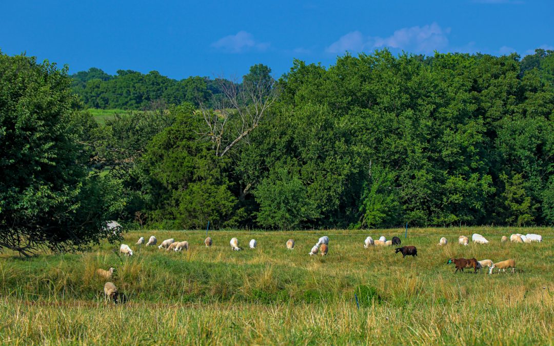 Into the Pasture: Grassfed Goes Mainstream
