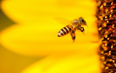 Place, Power, And Purpose: Pollinators On Western Landscapes