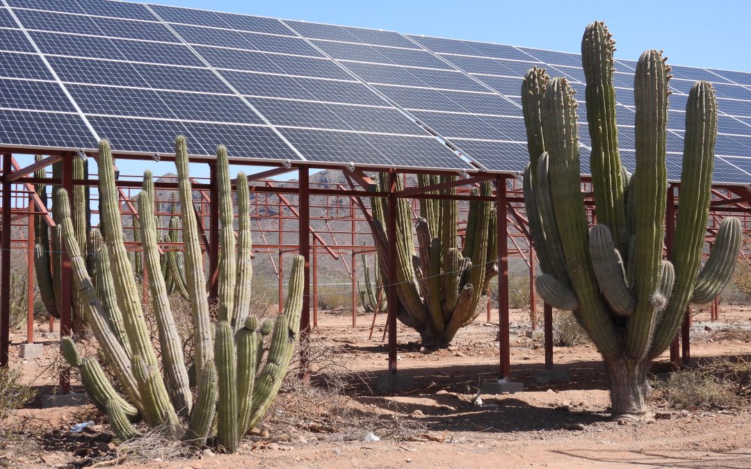 Desert wisdom: sustaining Southwest agriculture using old ways––and new