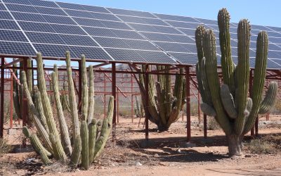 Desert wisdom: sustaining Southwest agriculture using old ways––and new