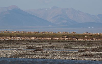 Giant bison, mammoths, and eagles: a deep history of the American continent