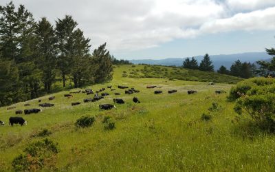 Innovative approaches to regeneration on a California ranch