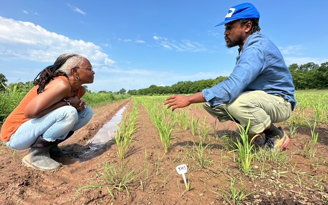 Healing the trauma of Black land loss through regenerative rice production
