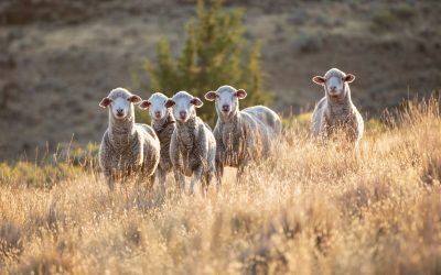 Weathering global change on an Oregon sheep ranch