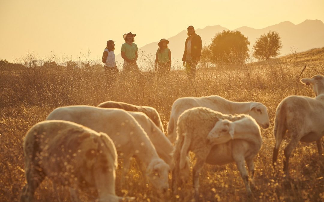 Sheep and goats for healthy land, thriving businesses, and fire reduction
