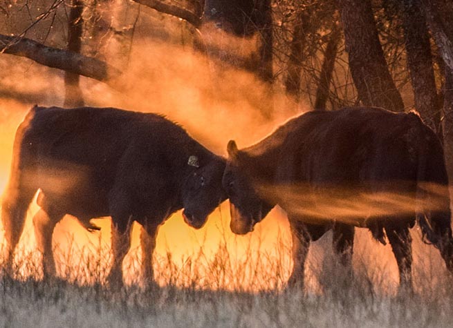 A matter of conscience: Will Harris on regenerating an industrial ranch