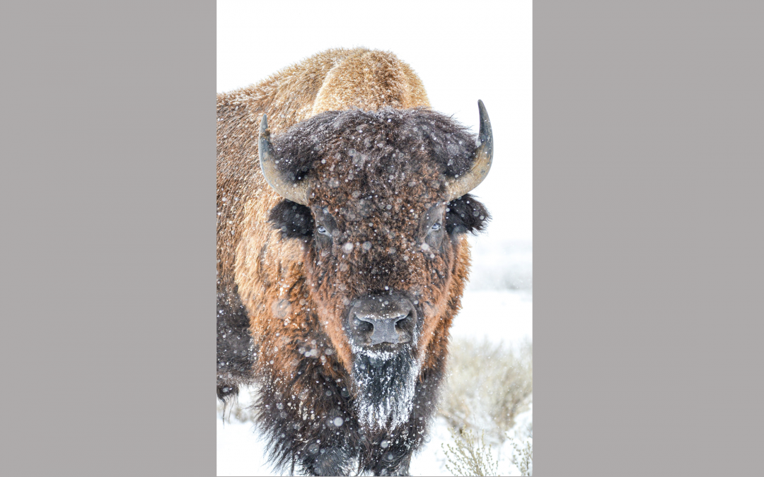 From suburban Illinois to rural Montana: the journey of a bison rancher