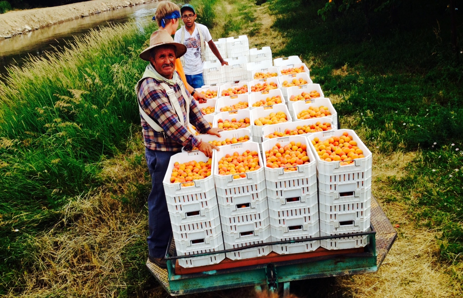 Colorado peaches: delicious for the eaters, fair for the workers