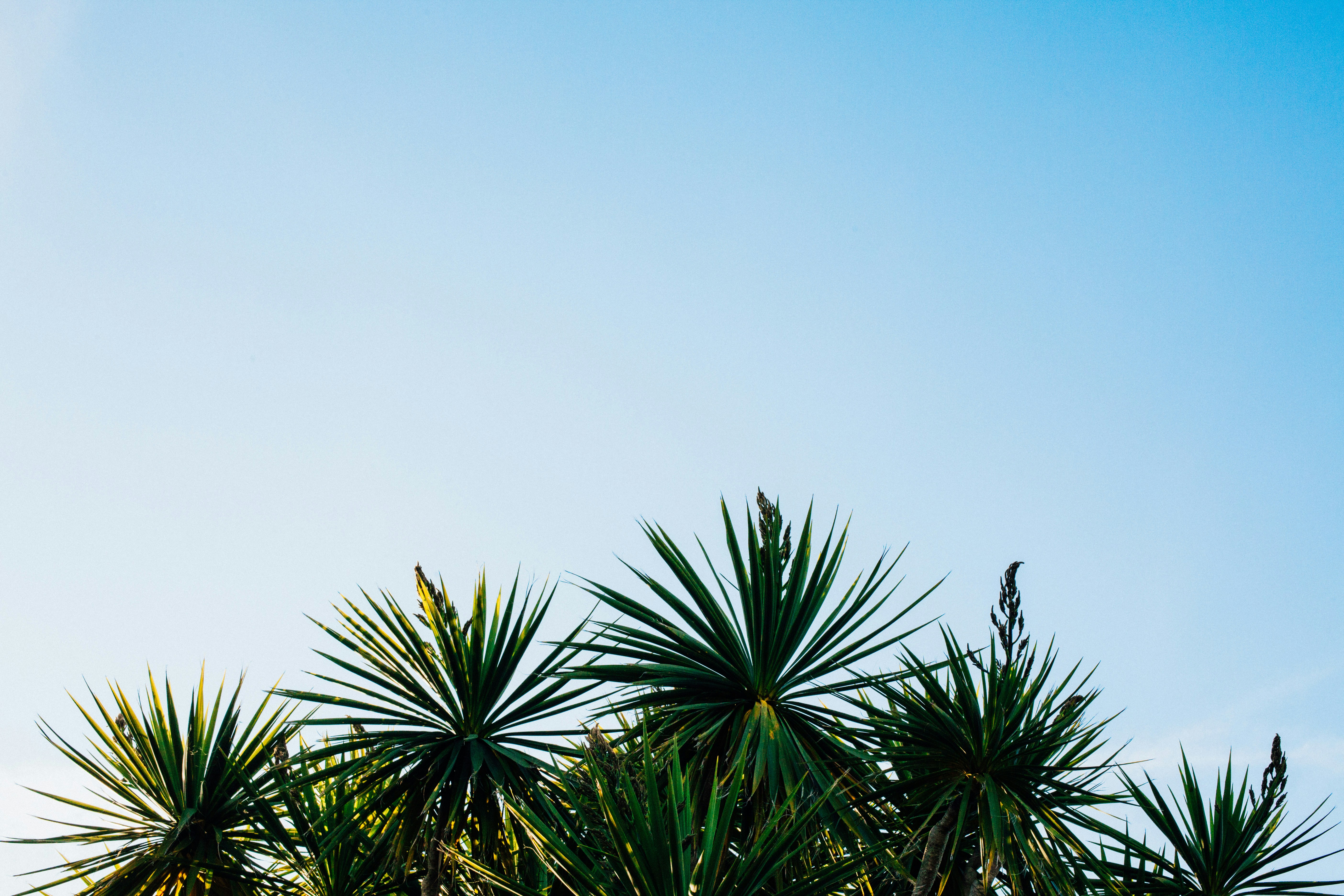 Agave, mesquite, and a carbon drawdown game-changer