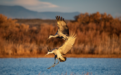 Regenerating a desert wetland oasis