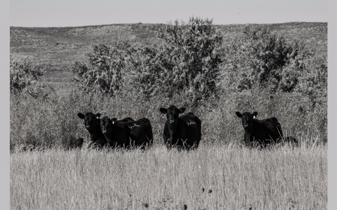 Virtual fencing—new technology that benefits both ranching and land conservation