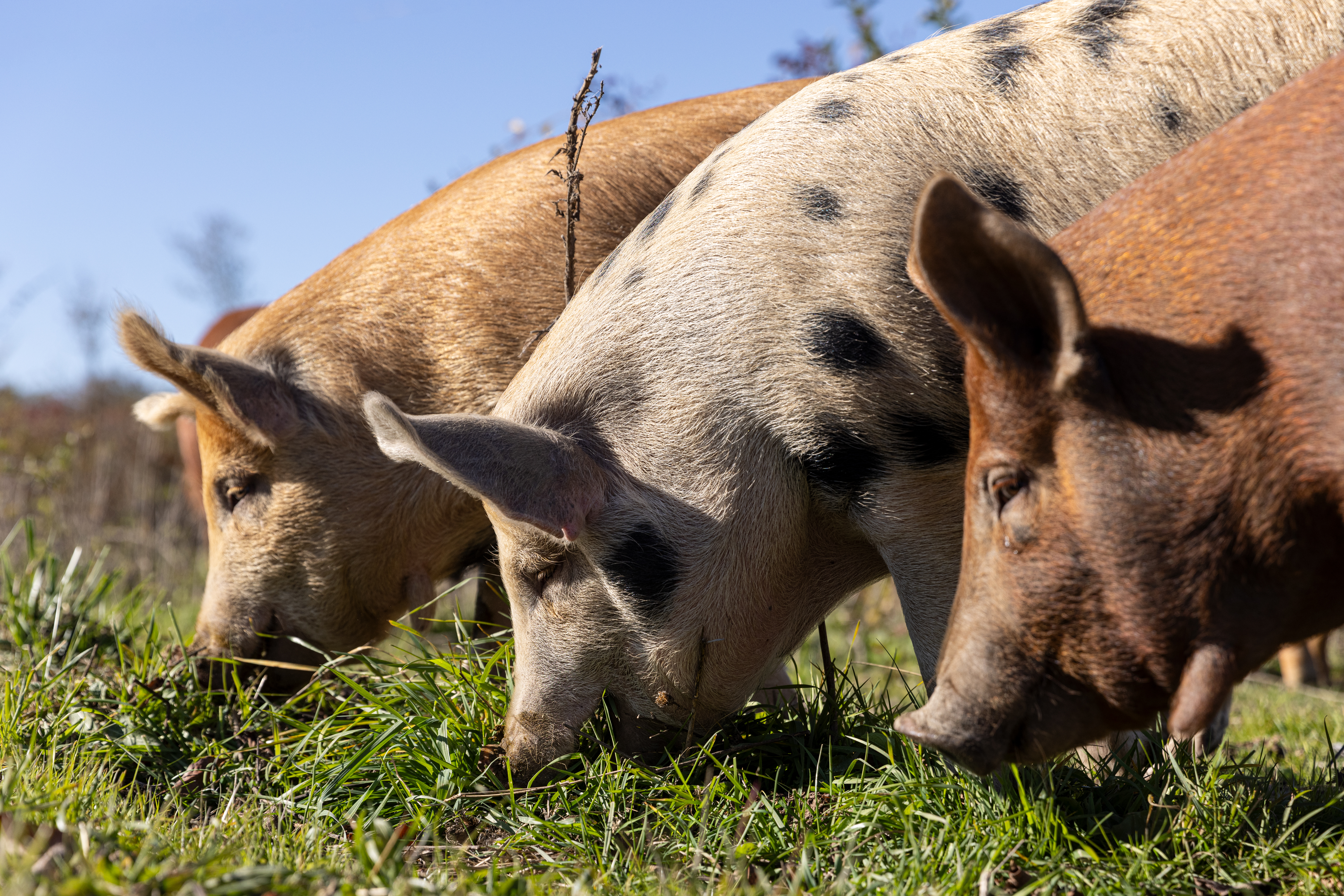 Animal welfare is good for everyone—including farmers