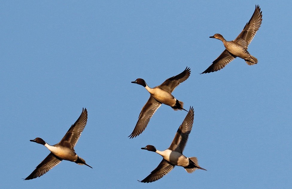 Ducks, cows, and resilience: Benefiting farmlands by protecting waterfowl habitat