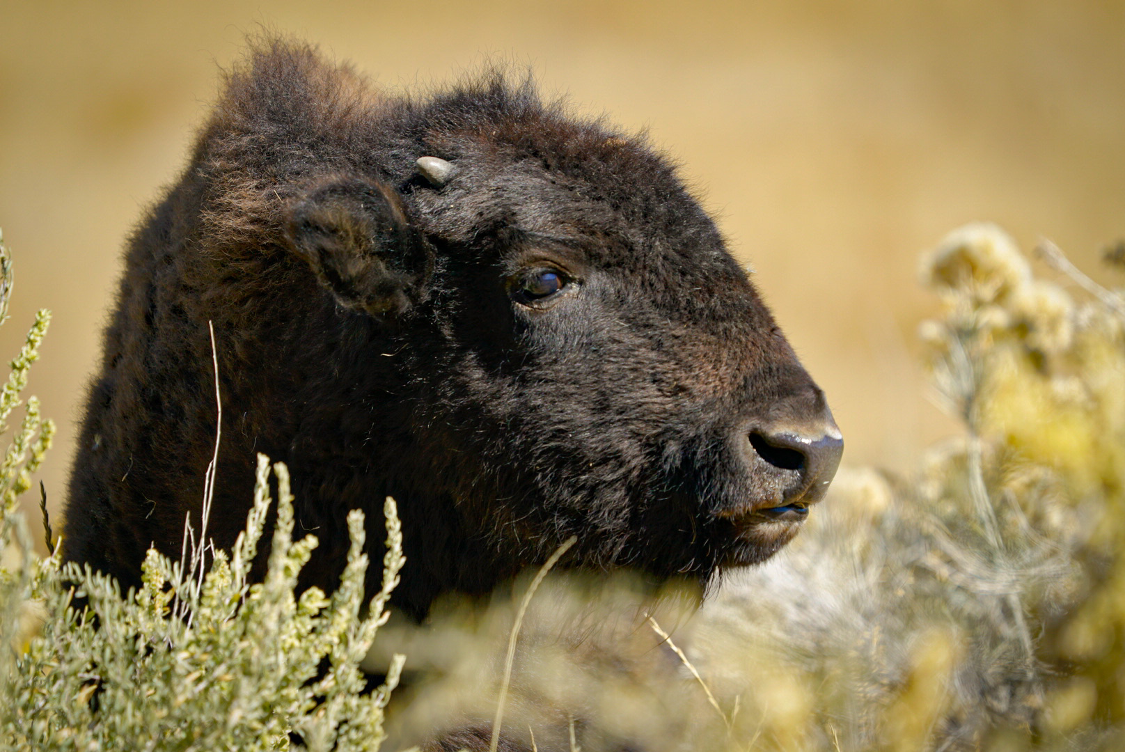 Ted Turner’s Ranch: Watching degraded ecosystems bounce back