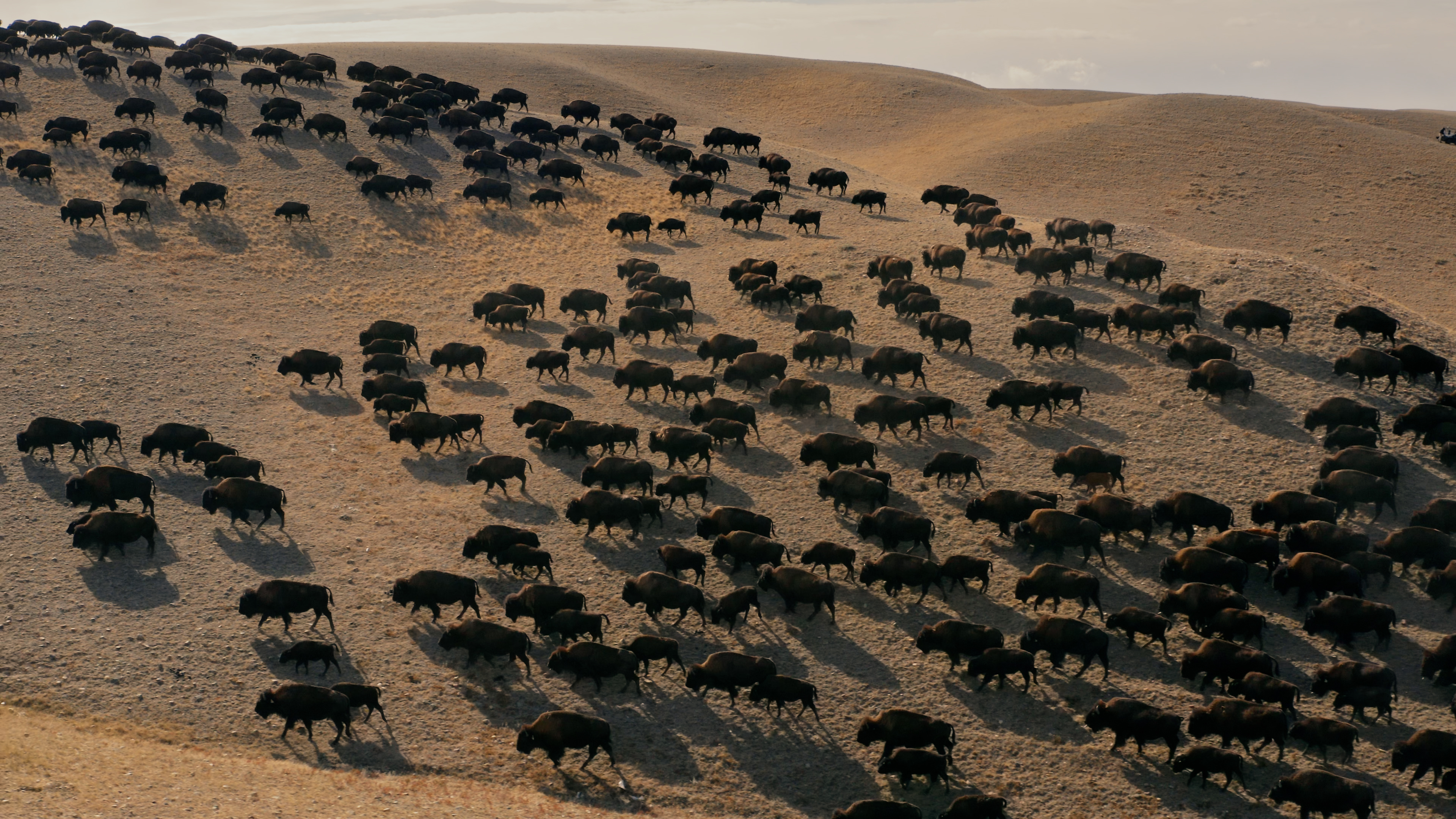 Bringing bison back to indigenous lands
