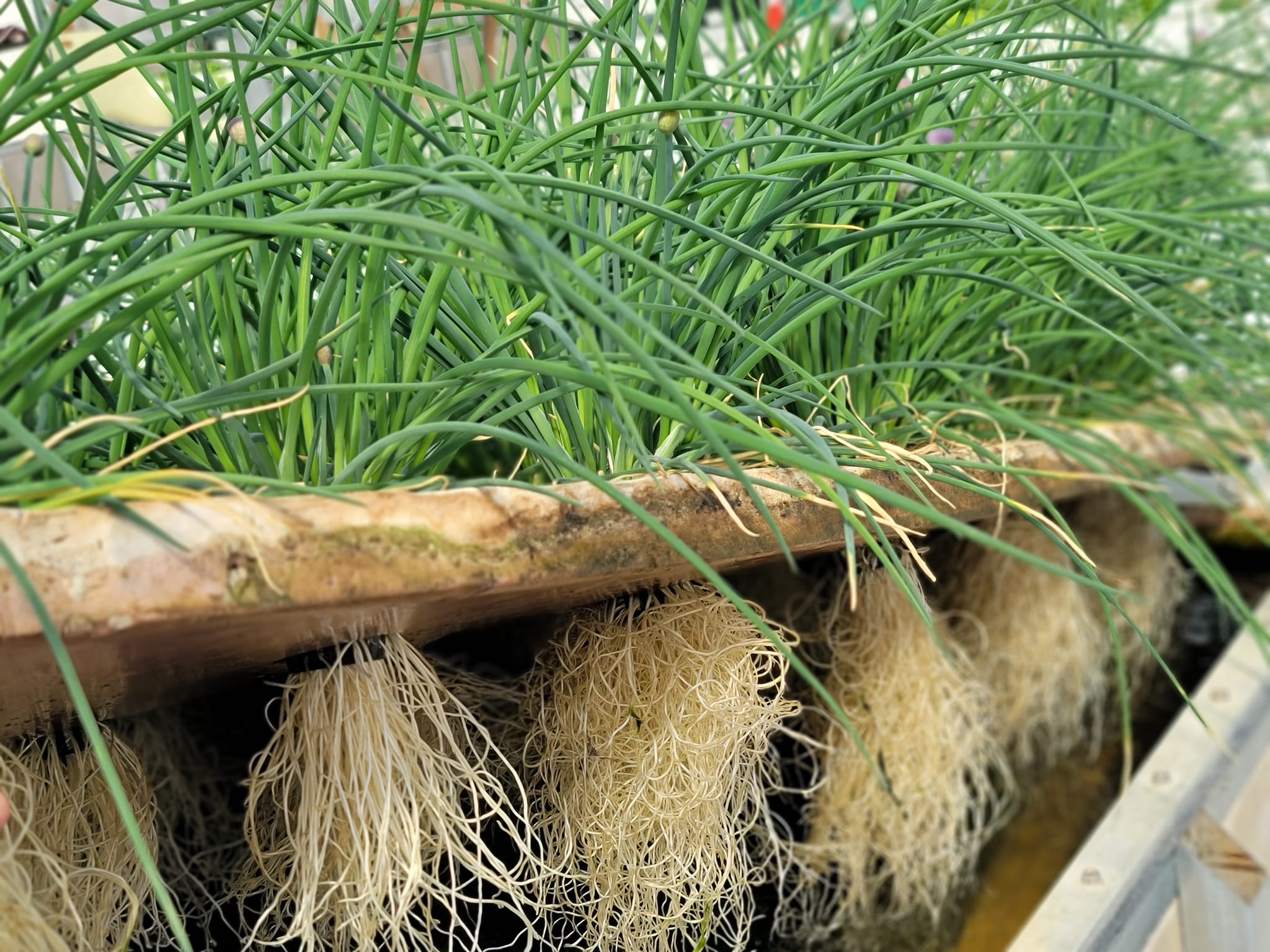 Growing food year-round—in any climate