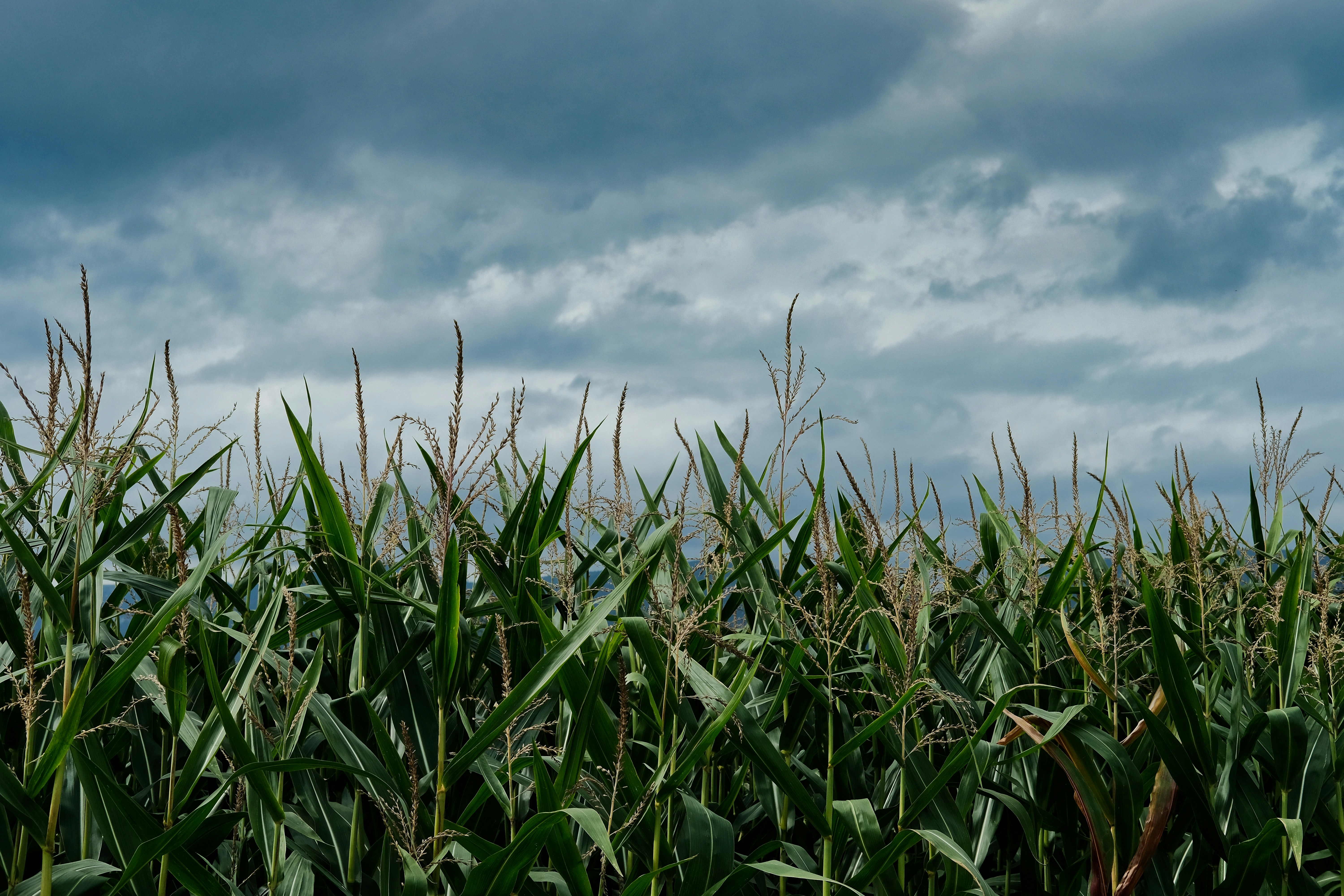 Knowing When to Shut Down the Farm