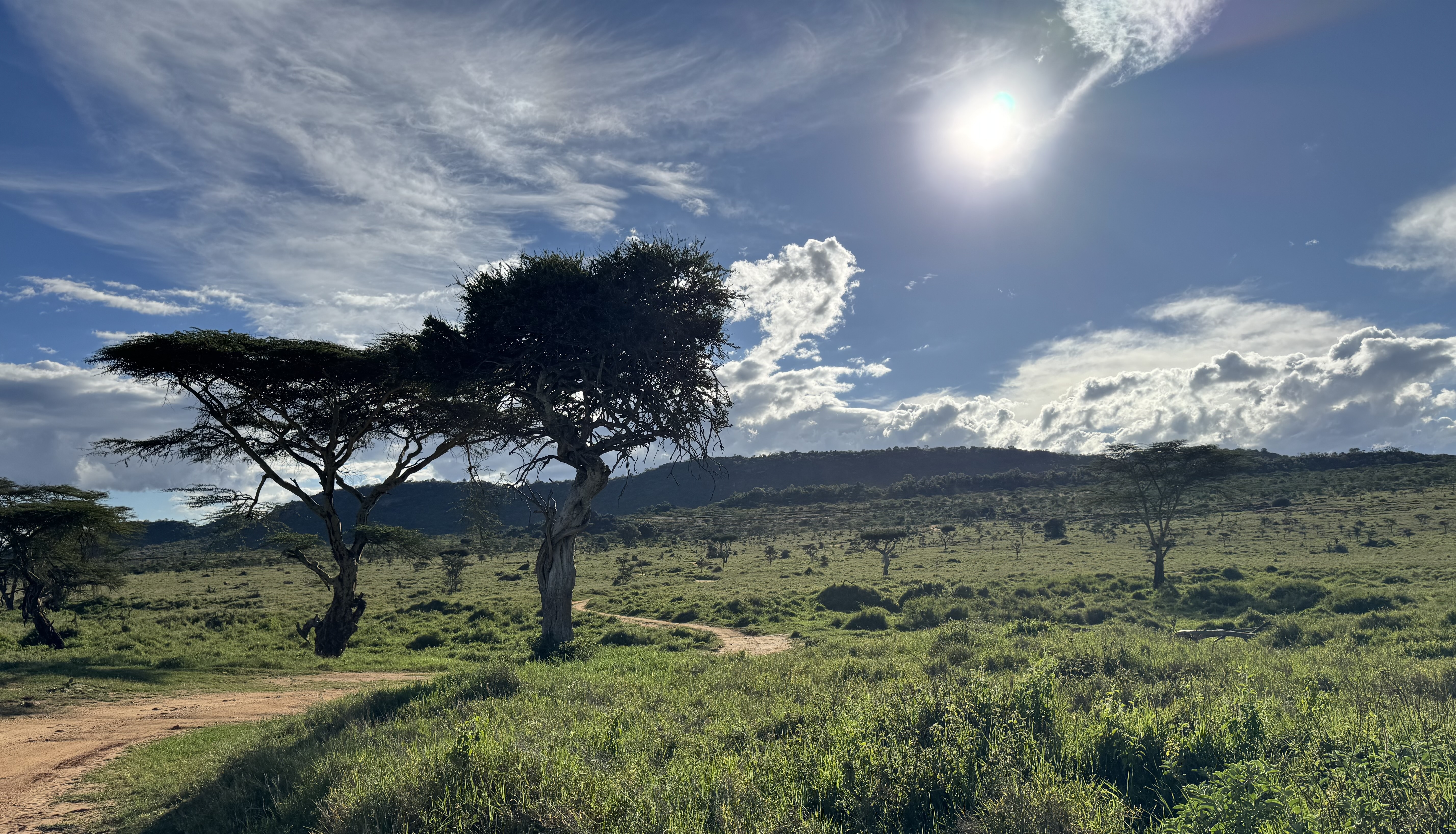 Return to the savanna: How grazing restores the land and reawakens our human roots