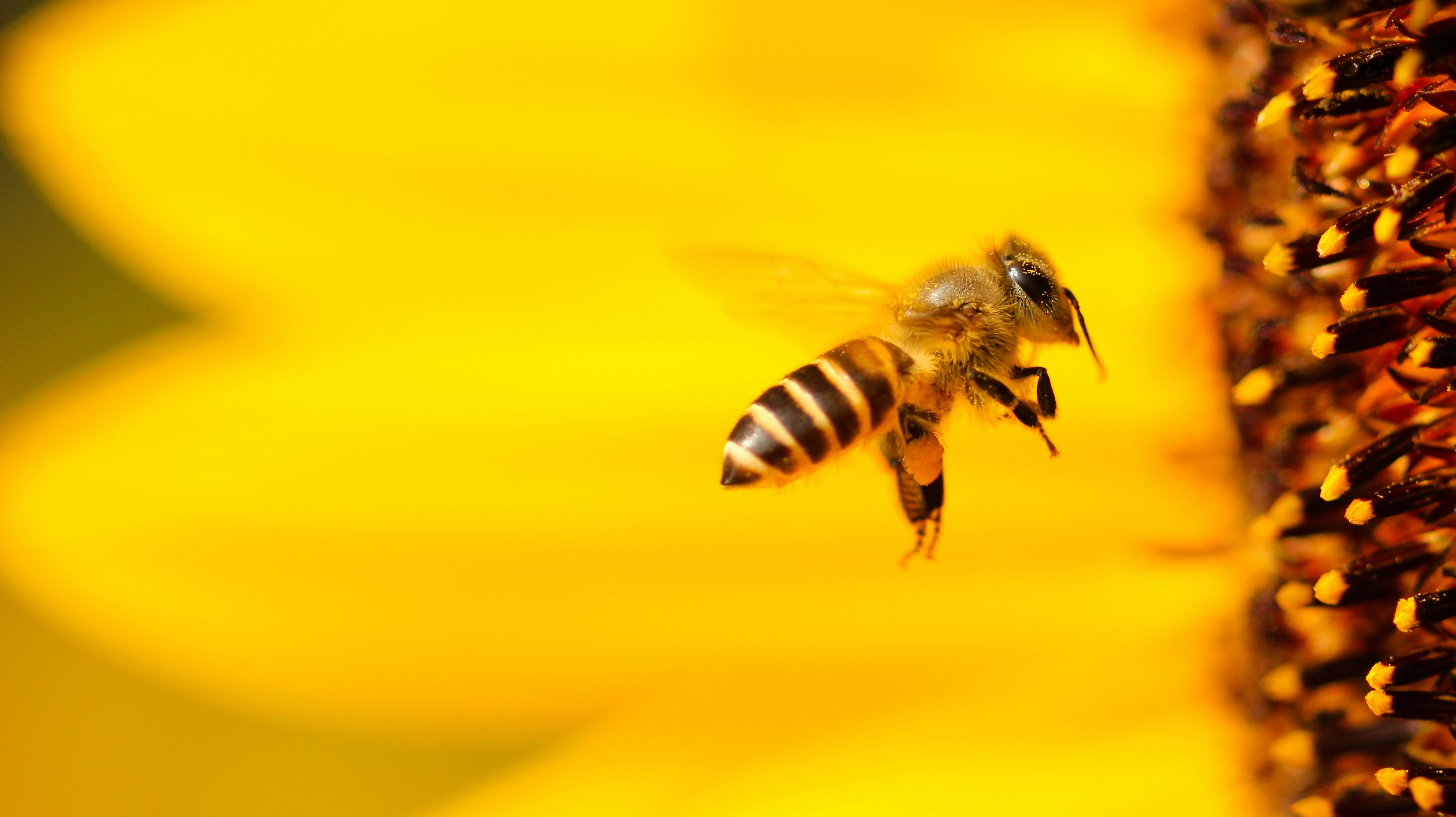 Saving the bees that feed us: Cultivating pollinator-friendly agriculture