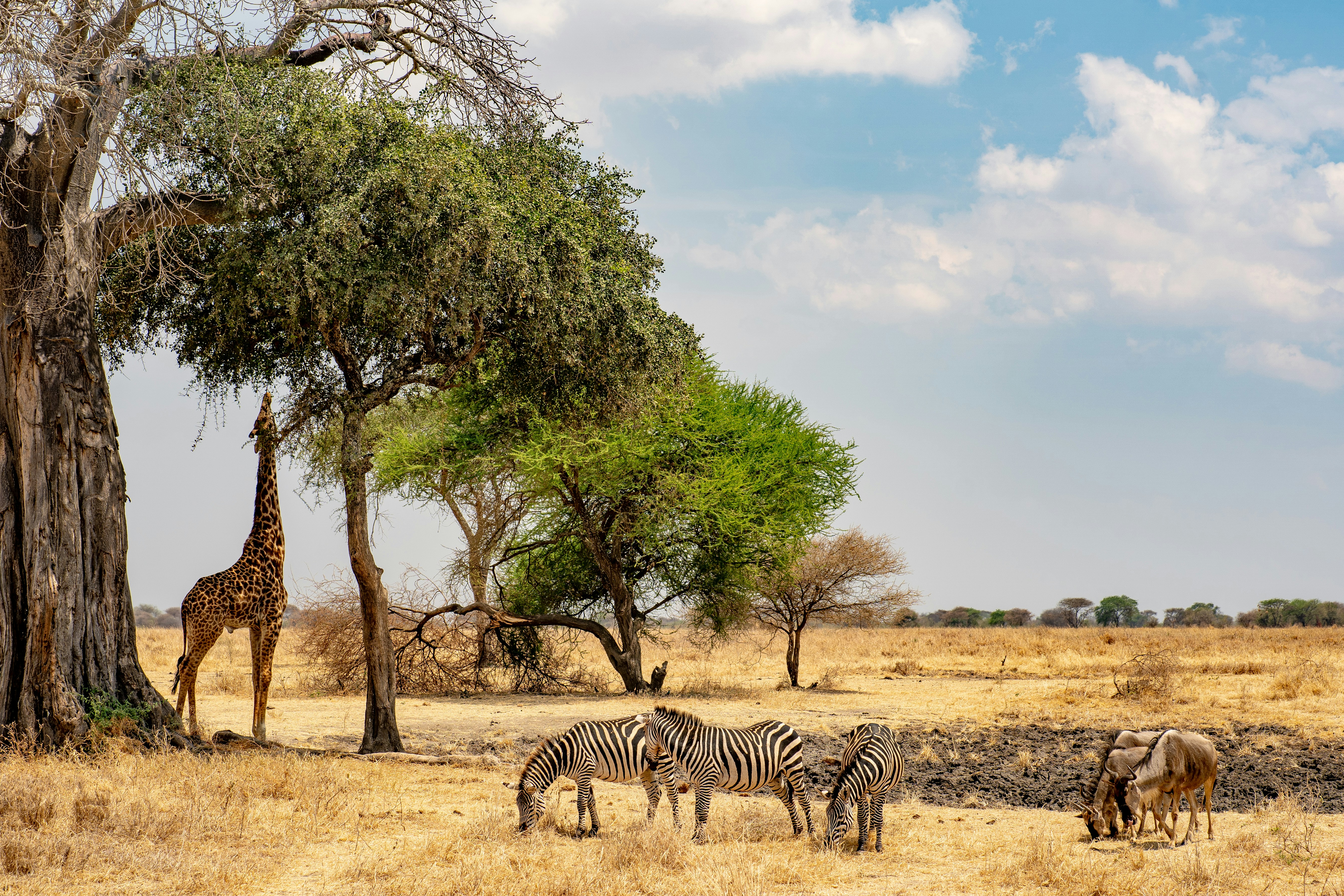 Return to the savanna: How grazing restores the land and reawakens our human roots