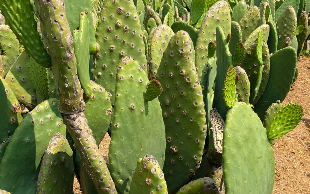 Future Foods: The Science and Art of the Nopal Cactus