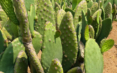 Future Foods: The Science and Art of the Nopal Cactus