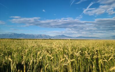 Rye Rising: The Grain That Gives Back
